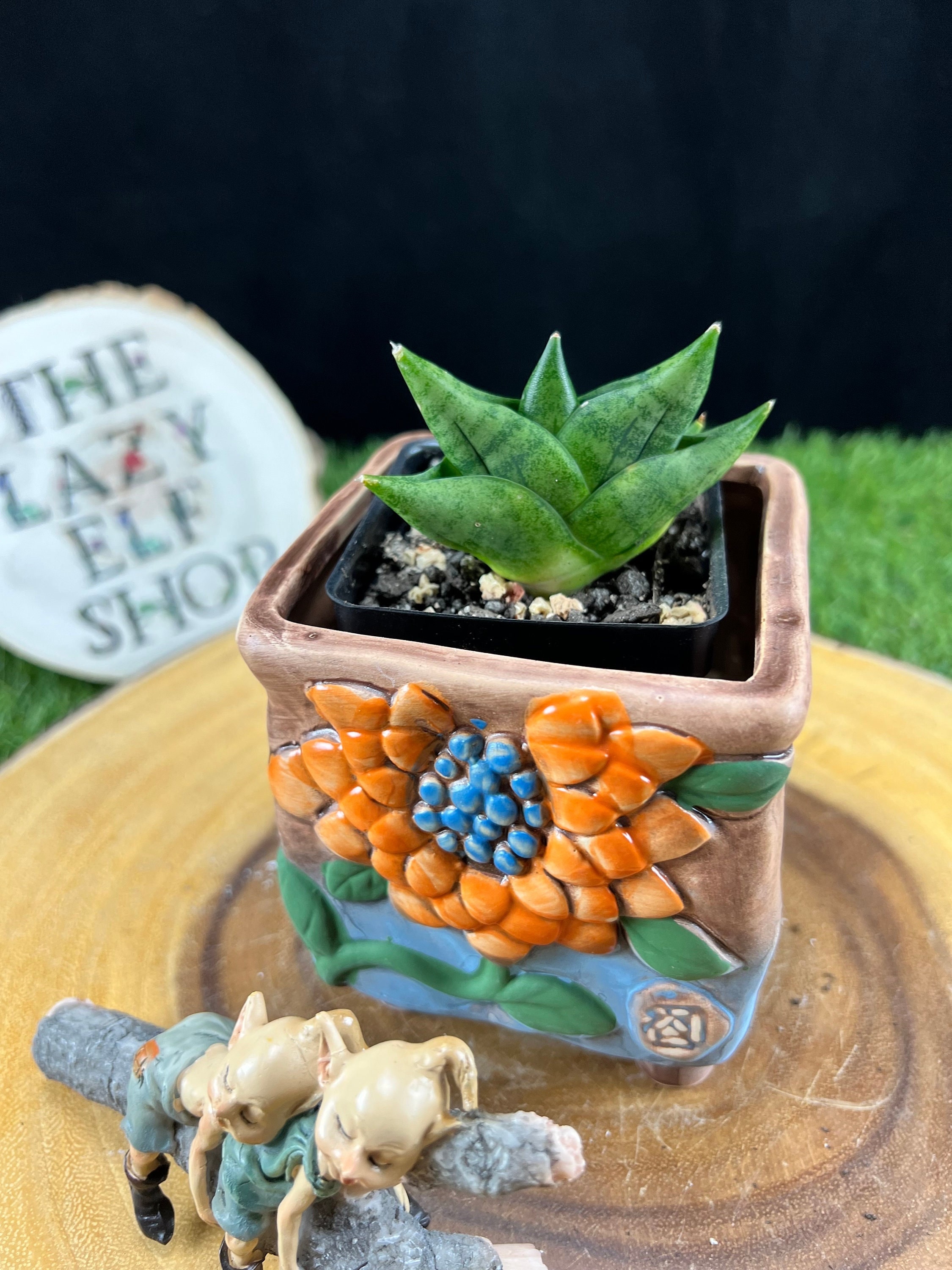 Sansevieria Goku / Sansevieria Thai Hybrid Goku / the Lazy Elf