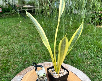 Sansevieria trifasciata Craigii Osaka A/ 4" pot/ The Lazy Elf Shop