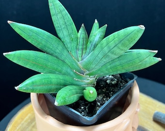 sansevieria inti 4" Sansevieria, Indo Hybrid