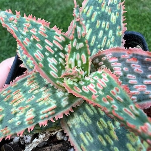Aloe TCT Hybrid #6 / the Lazy Elf Shop - Etsy