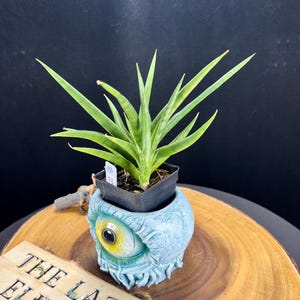 Sansevieria Ice Dreki  / The Lazy Elf Shop