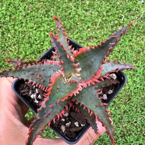 ＡＬＯＥです。 Aloe TCT Hybrid #22 / the Lazy Elf Shop - Etsy