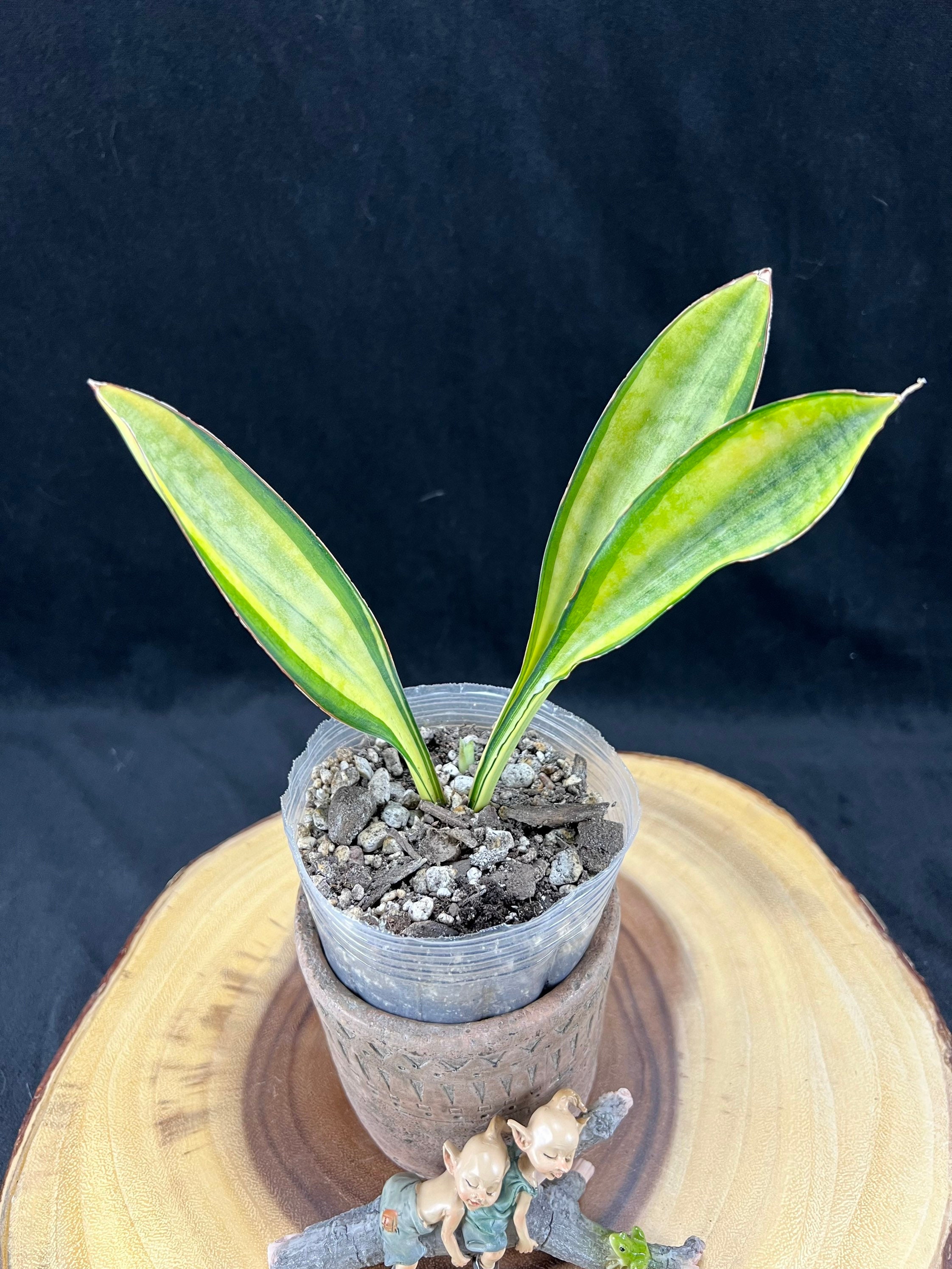 Sansevieria Sudwalla Caves Variegated / Sansevieria Sudwala Caves