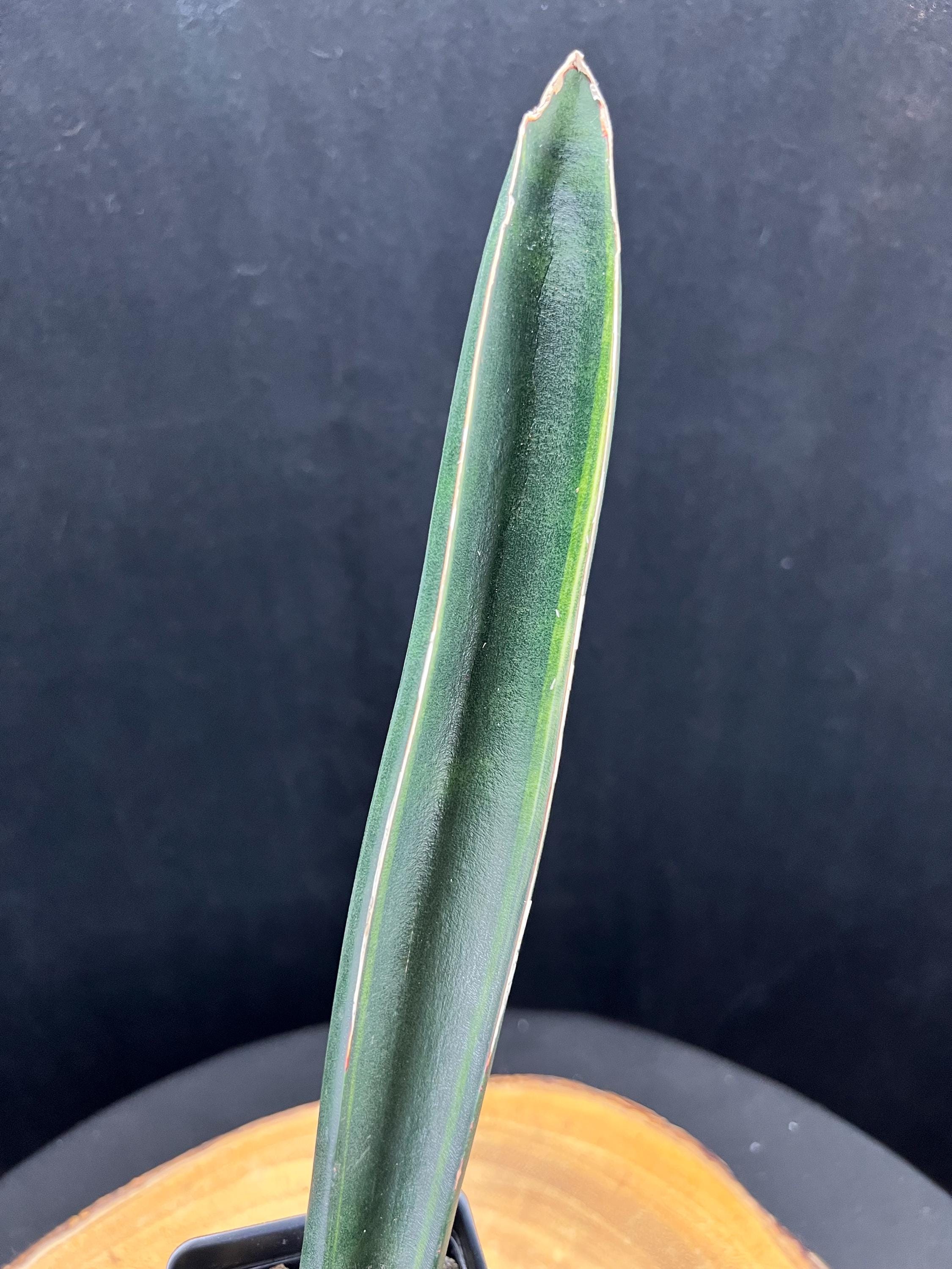 Sansevieria Sinus Simiorum R1734 #TLES1 / Lazy Elf Shop - Etsy