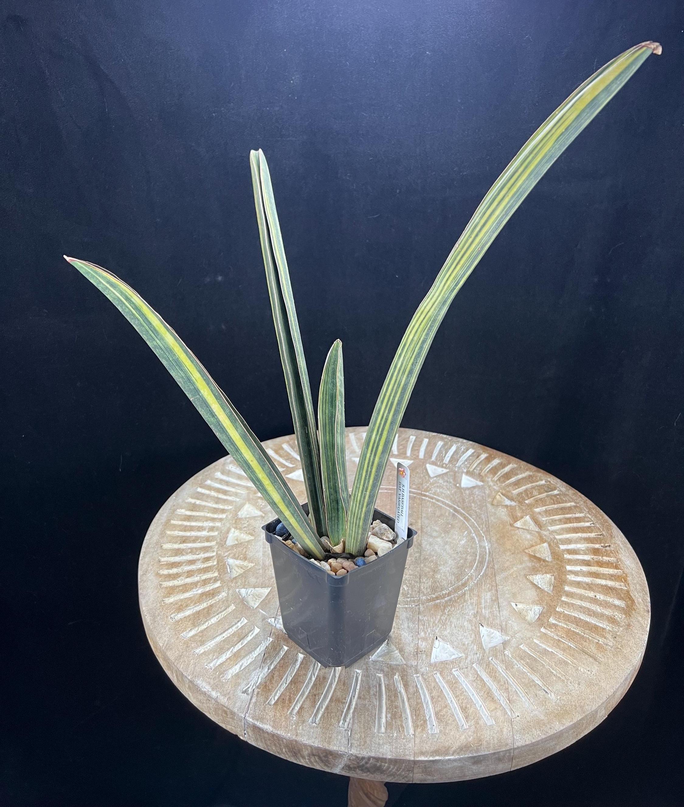 Sansevieria Hallii Bat - Etsy
