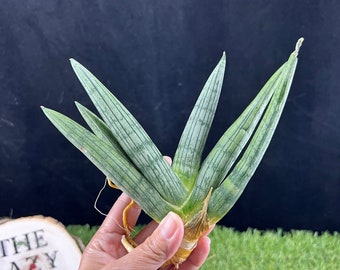 Sansevieria Thai hybrid Rookie #294B / Sansevieria Roookie/ Lazy Elf Shop