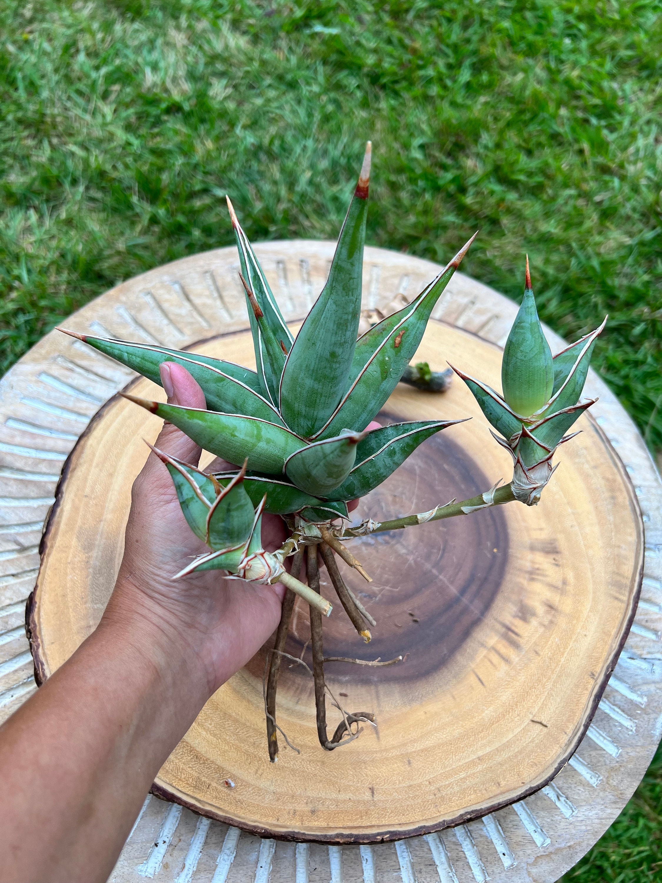 Sansevieria Pinguicula With Pups E / the Lazy Elf Shop - Etsy