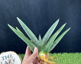 Sansevieria Thai hybrid Rookie #294A/ Sansevieria Roookie/ Lazy Elf Shop