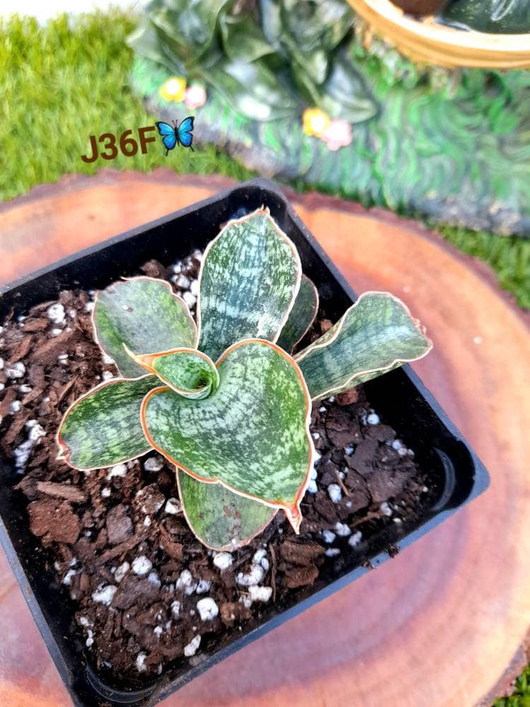 ファッション通販 安い Sansevieria 4 / #J36F Hockey ブロメリア・エアープランツ