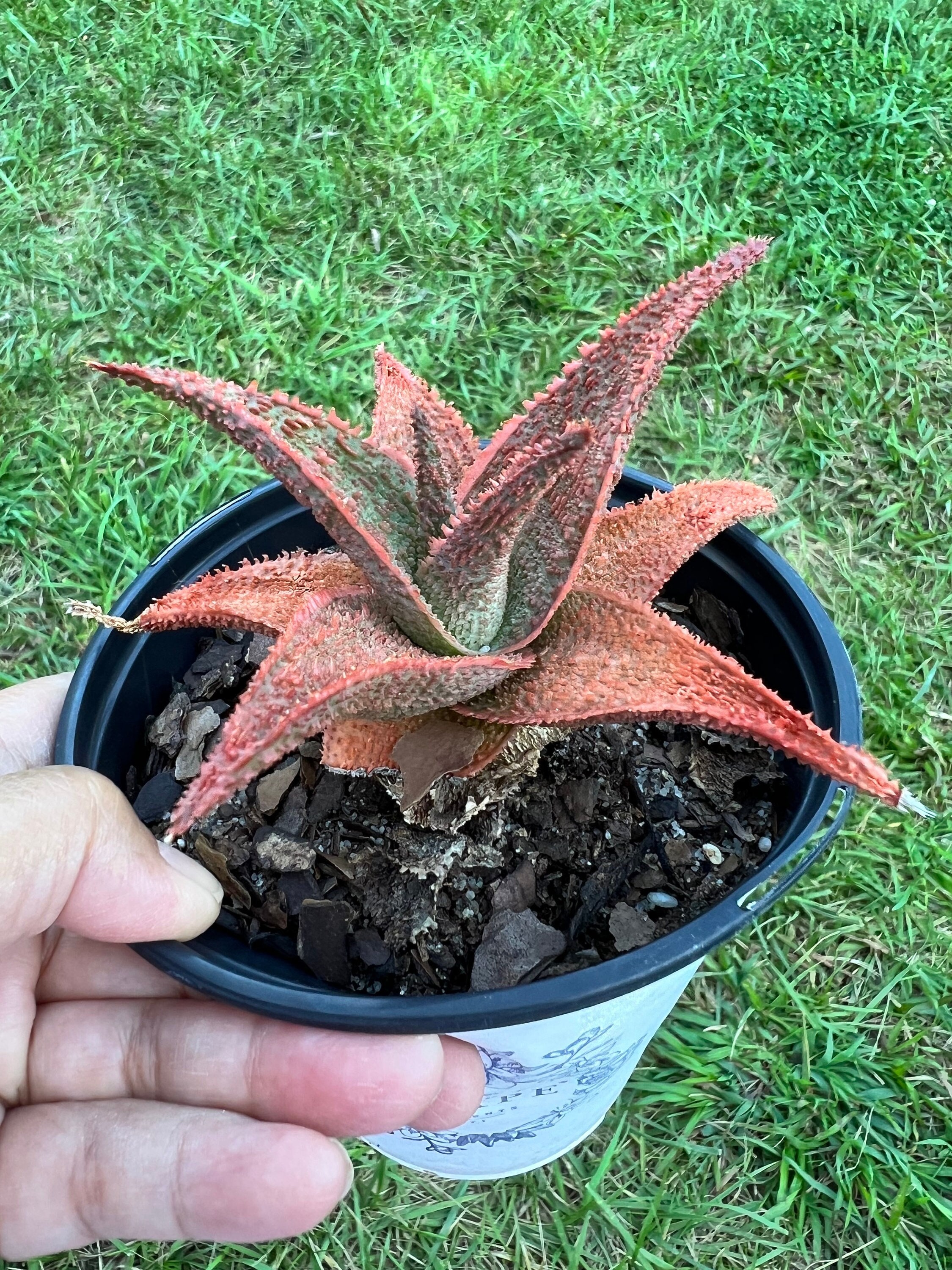 aromatica - organic aloe vera gel 95% Organic Aloe Vera Gel