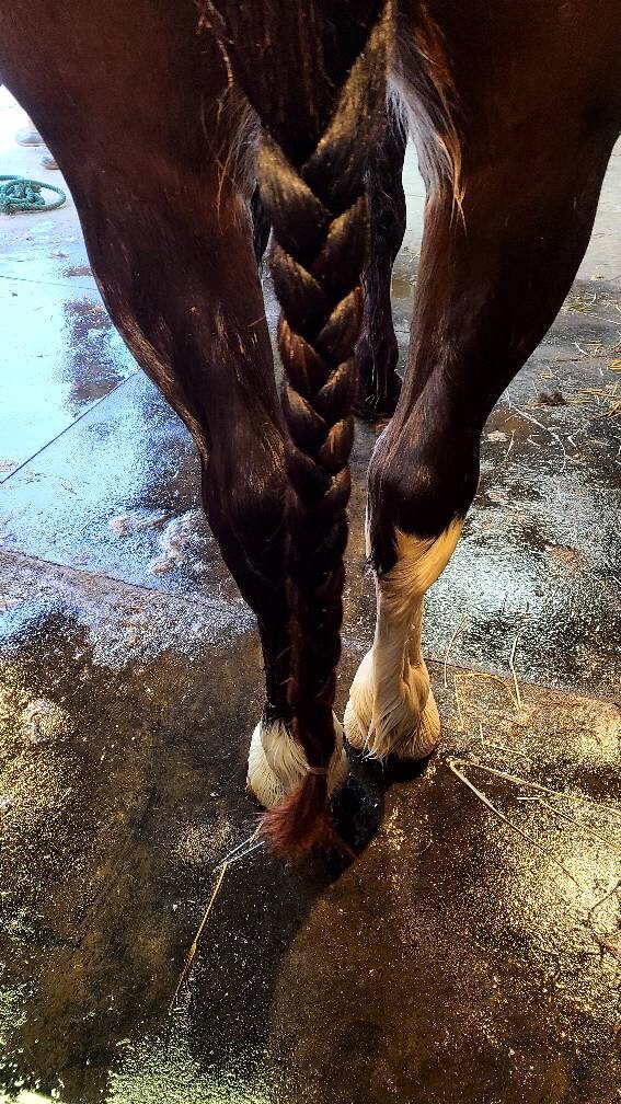 HORSE TAIL BAG, Tail Pouch for Shows or Mud, Hunter Green Etsy