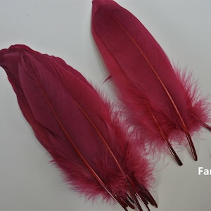 Peut inclure: Un groupe de plumes rose foncé avec une texture moelleuse. Les plumes sont disposées en éventail et ont une légère courbure.