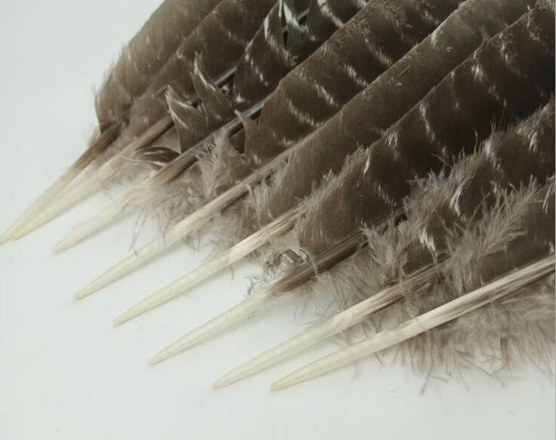 20 Pcs Turkey Round Quill Turkey Feather Pheasant Feather Etsy