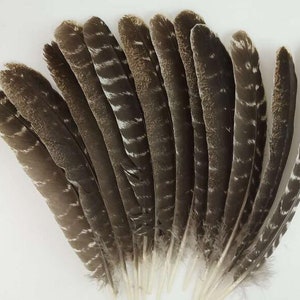 20 pcs turkey round quill turkey feather pheasant feather 10-12inch for hallowee costumes craft