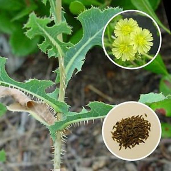 Lactuca serriola Prickly Lettuce 100 seeds Etsy