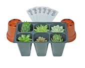 SucCuteLents Assorted 6 Pack - Live Succulent Plants Fully Rooted Plugs Ready to Be Potted with Included Bonus 2 quot Terracotta Plastic Pots