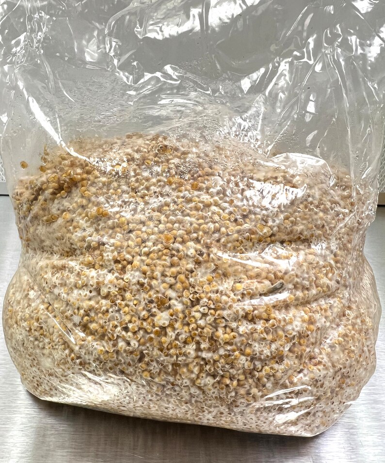 3 Lbs Sterile Grain Spawn Bag Millet 0.2 Micron Filter Etsy
