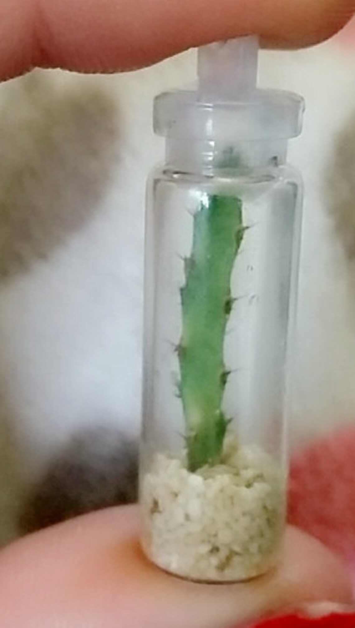 Miniature Cactus in Plastic Bottle Etsy