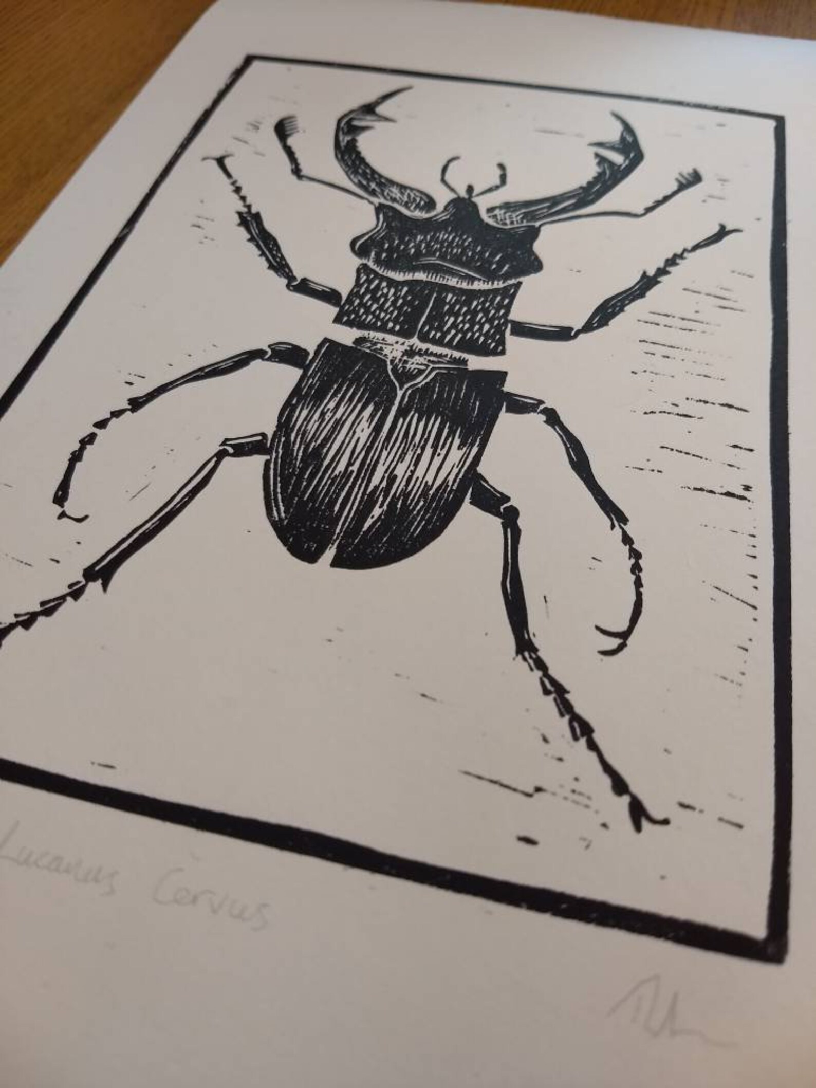 Stag Beetle. Original Hand Burnished Linocut Print. Etsy