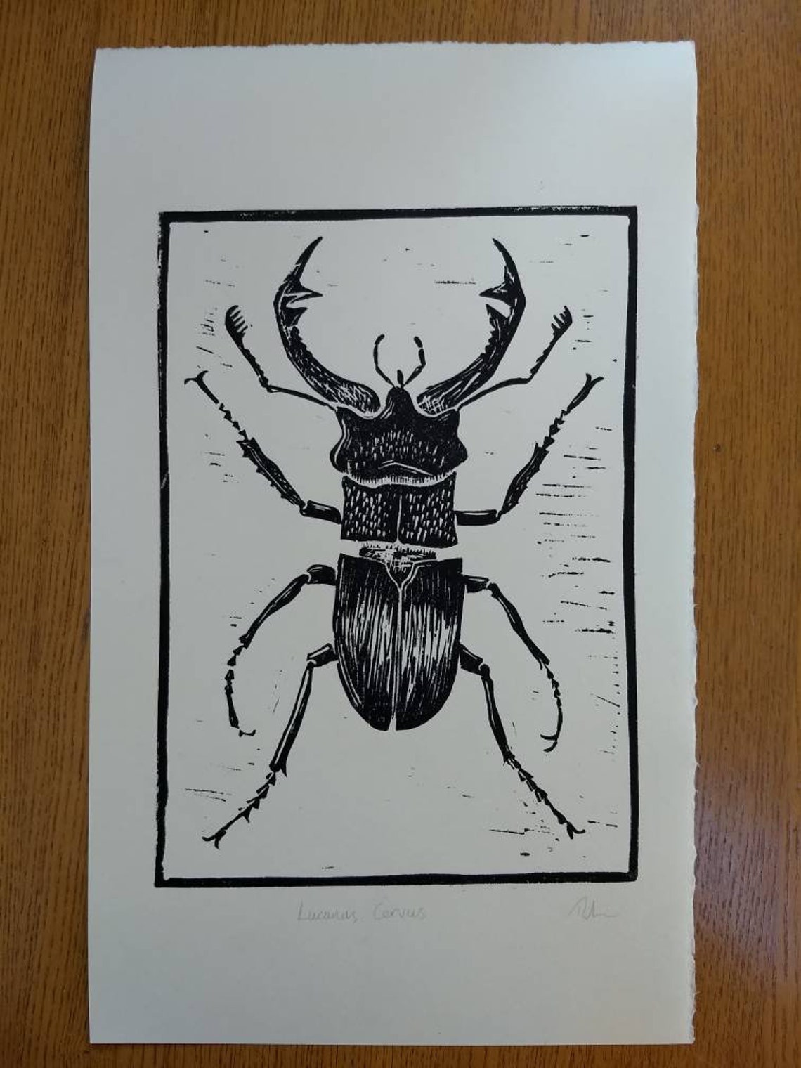 Stag Beetle. Original Hand Burnished Linocut Print. Etsy
