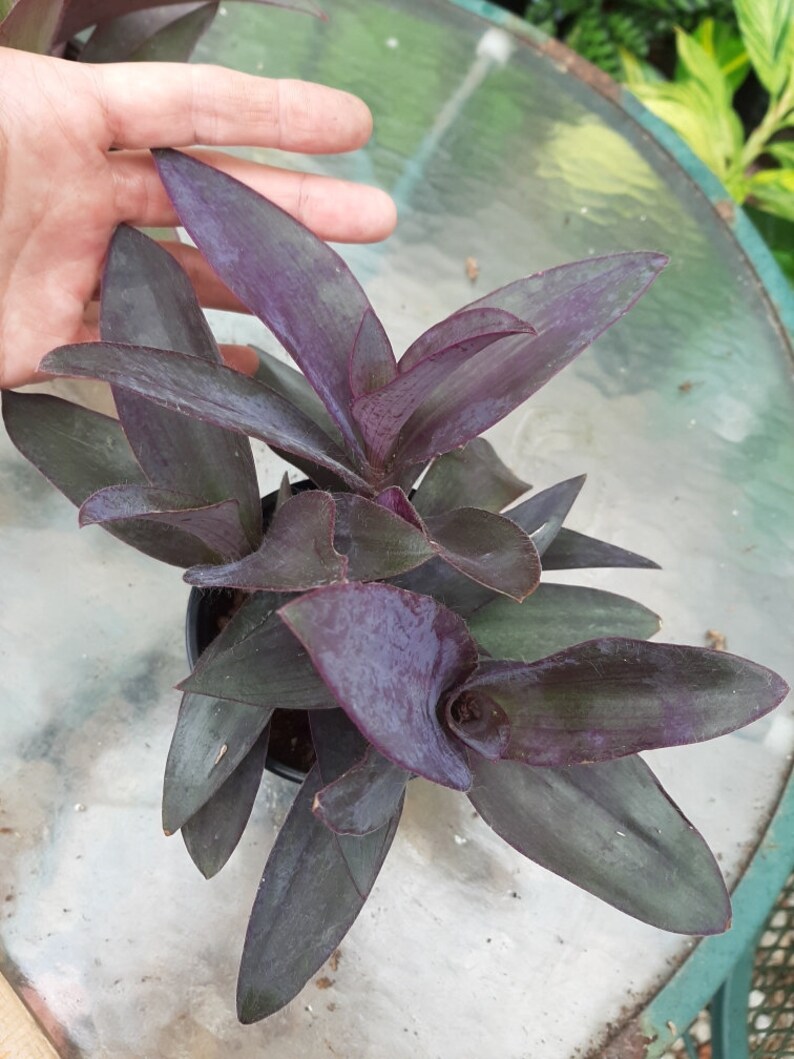 Purple Heart Vine Setcreasea pallida Live Plant Etsy