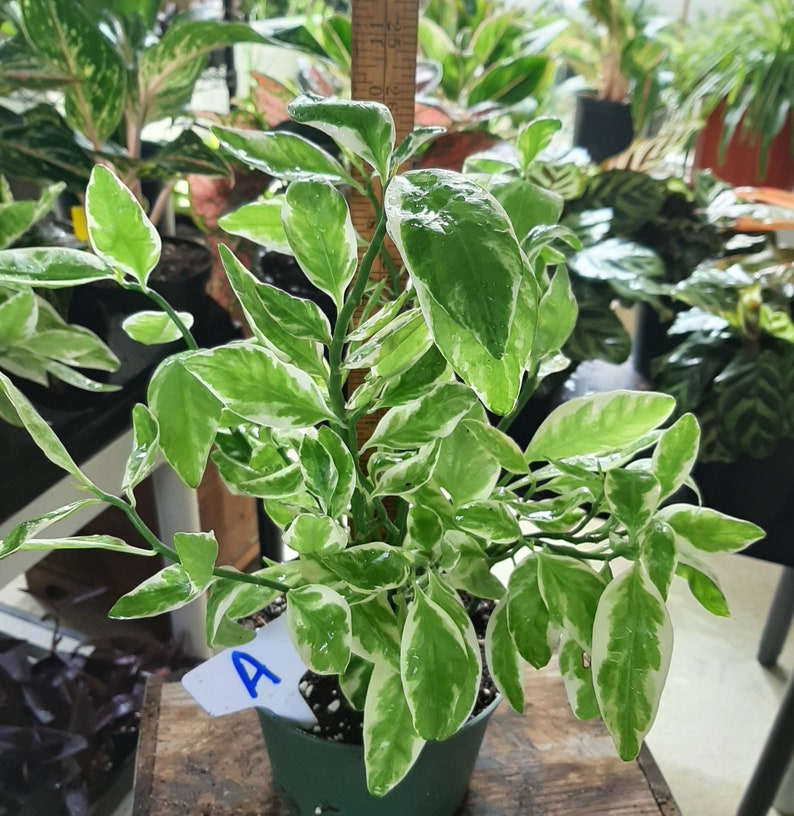 zigzag plant variegated zigzag plant variegated
