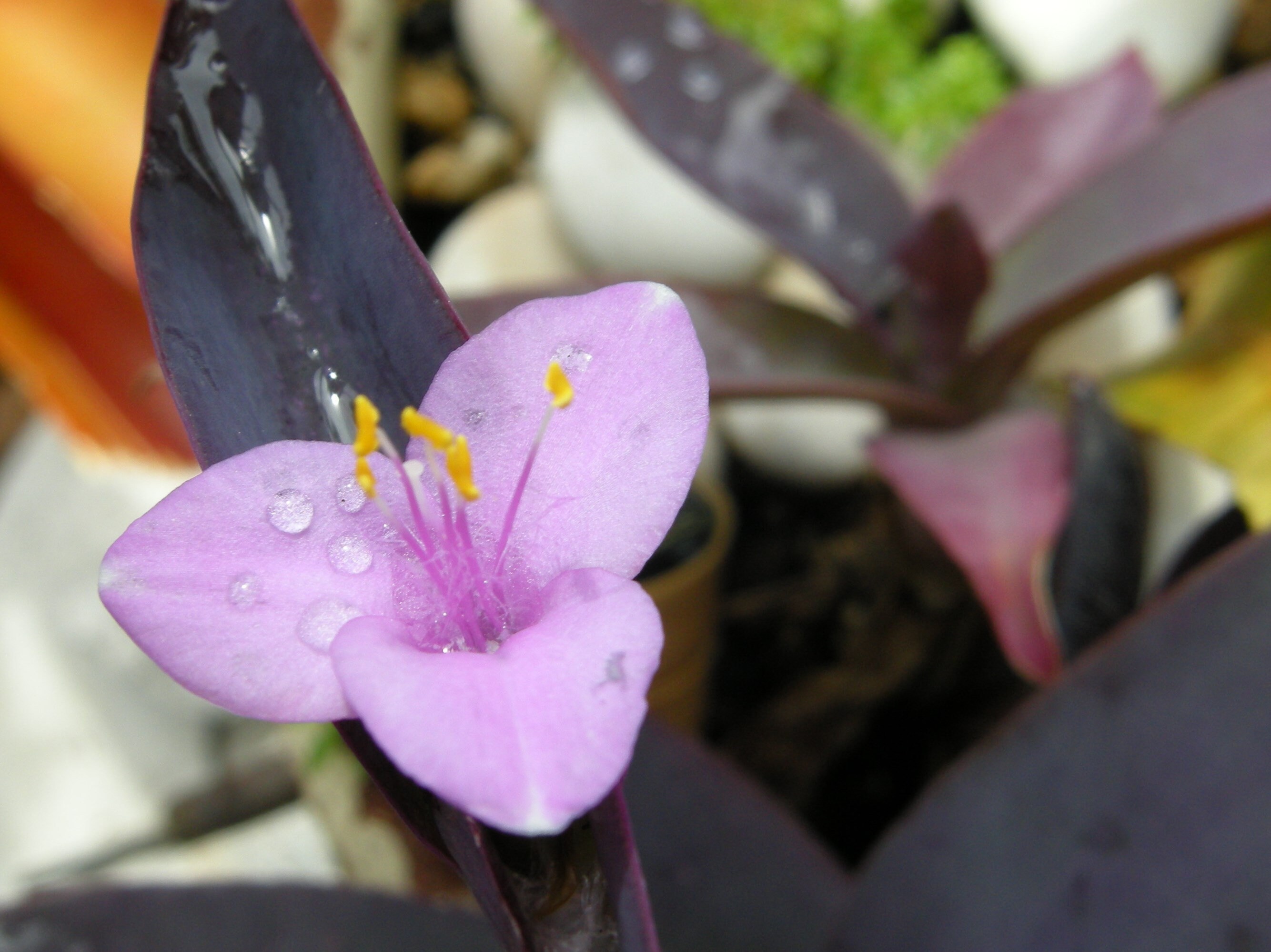 Purple Heart Vine Setcreasea pallida Live Plant Etsy