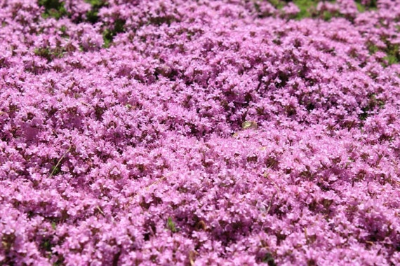 Garten Terrasse Samereien Zwiebeln Thyme Creeping Teppich