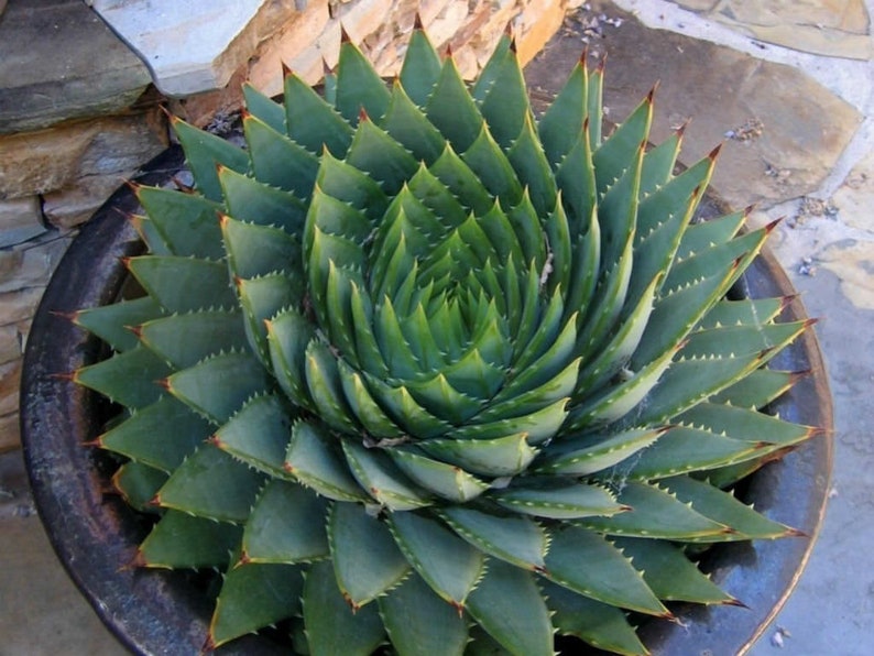 100pcs Aloe Vera Seeds Herbal Succulent Pots Edible Medicinal Plant Deco