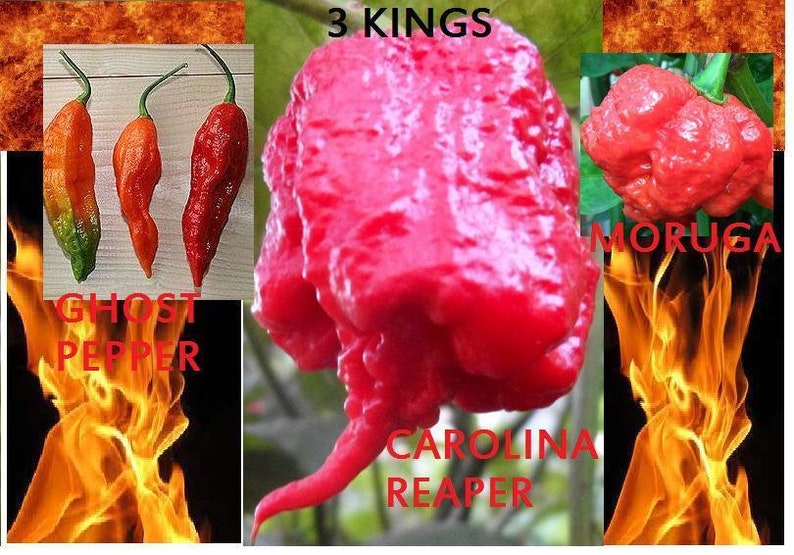 100 Pcs Poivre Carolina Reaper Trinidad Moruga Hot Chili Graines Bonsai