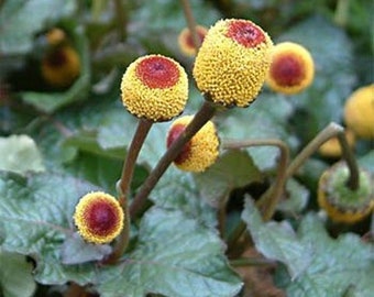 100pcs Toothache Eyeball Plant Seeds Spilanthes Oleracea Flower Seeds Red Yellow