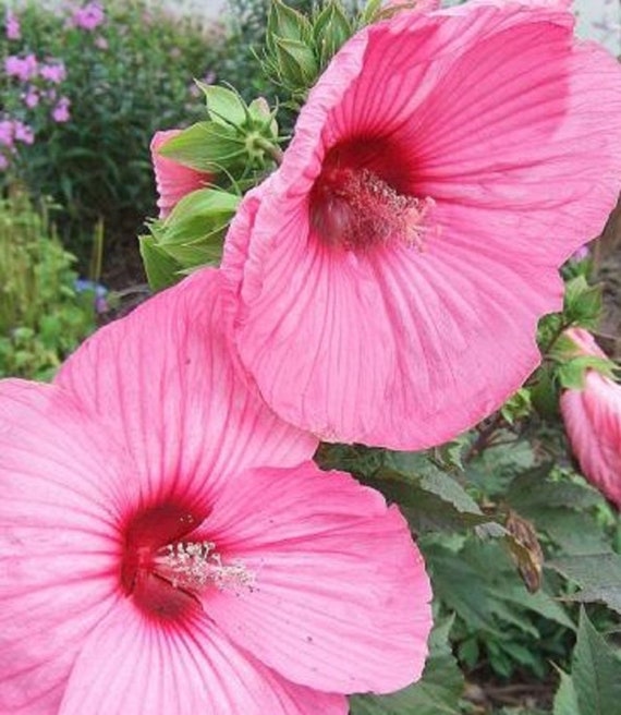 100PCS Giant Hibiscus Seeds Bonsai Plant Tree House Herb Garden Flower Pot Decor