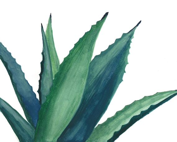 Blaue Agave Aquarell Kunstdruck, Agave Kunstwerk, Agave Dekor,  Aquarell-Kunst-Druck, Wste-Dekor, Sukkulenten, moderne Kunst, grne agave  - Etsy.de