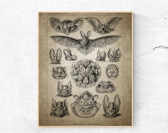 INSTANT DOWNLOAD - Bats Animal Print, Bats Decor, Animal Decor, Animal Poster, Digital Download, Animal Printable Art, Vintage Decor