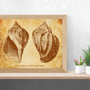 INSTANT DOWNLOAD - Conch Seashell Vintage Art Decor, Nautical Art, Wall Art, Digital Download, Nautical Decor, Printable Art, Vintage