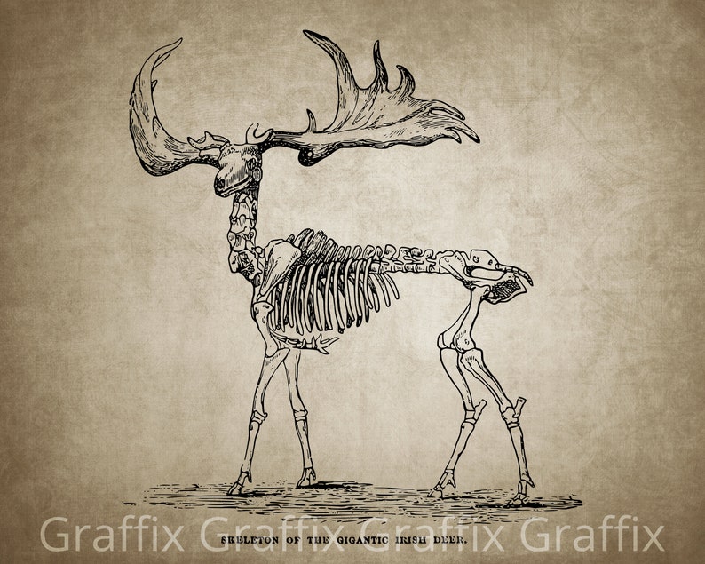 INSTANT DOWNLOAD Gigantic Irish Deer Skeleton, Hunter Decor Deer Decor