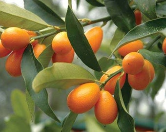 Fresh Kumquats (4 pounds)