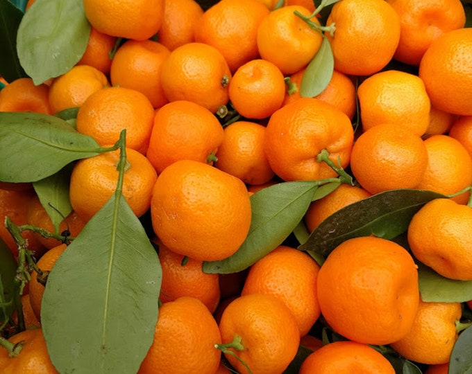 Fresh Calamondin Limes Orange Exotic Citrus Fruit 4 Lbs - Etsy