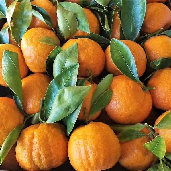 Fresh Gold Nugget Mandarins Citrus Fruit 8 lbs