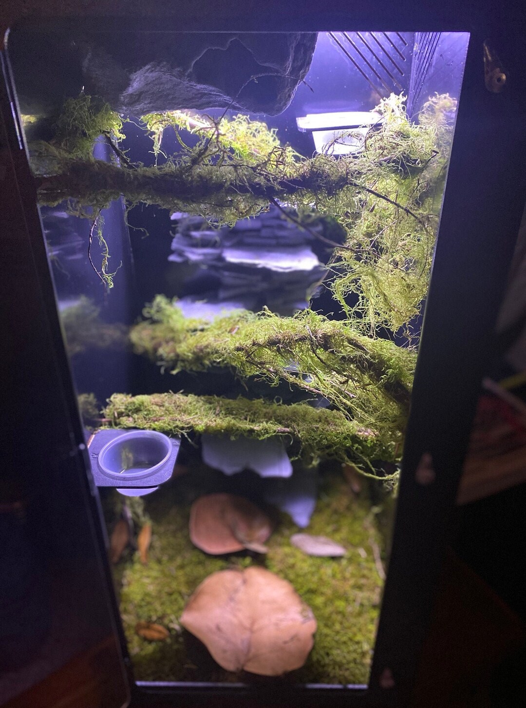 vivarium decoration for sale