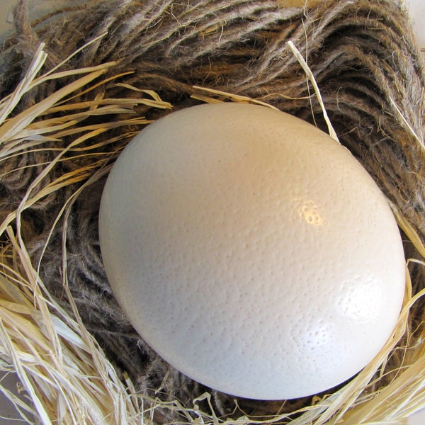 Ostrich eggs shell. Clean blown White.