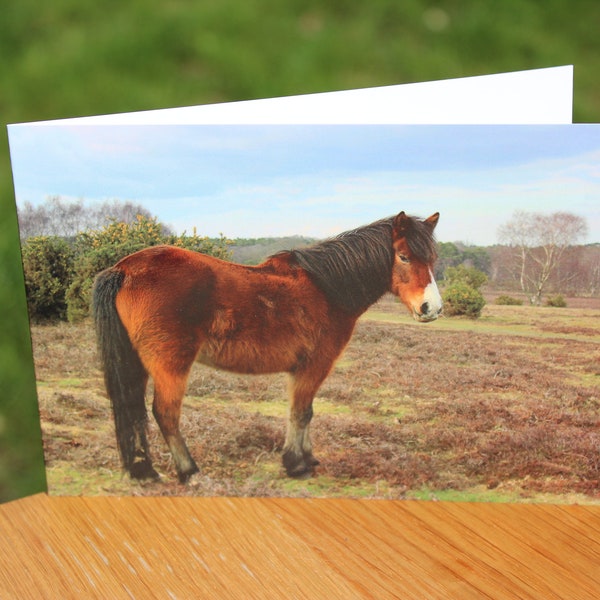 New Forest Pony Greeting Card