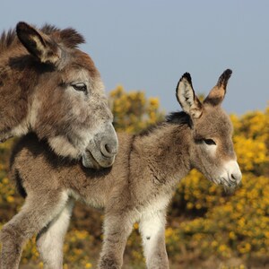 Donkeys framed print, featuring original photo of mother and baby donkeys in the New Forest National Park, England