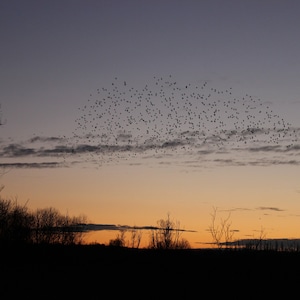Starling murmuration print - multiple sizes available, lustre finish, unframed