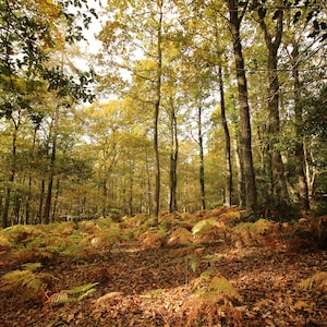 Trees in autumn print, New Forest