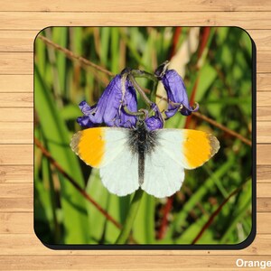 British butterfly photo coasters image 5