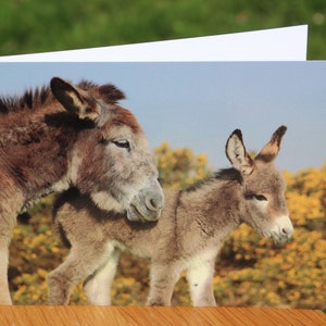 Animal greeting cards mix and match, featuring original wildlife photography image 3