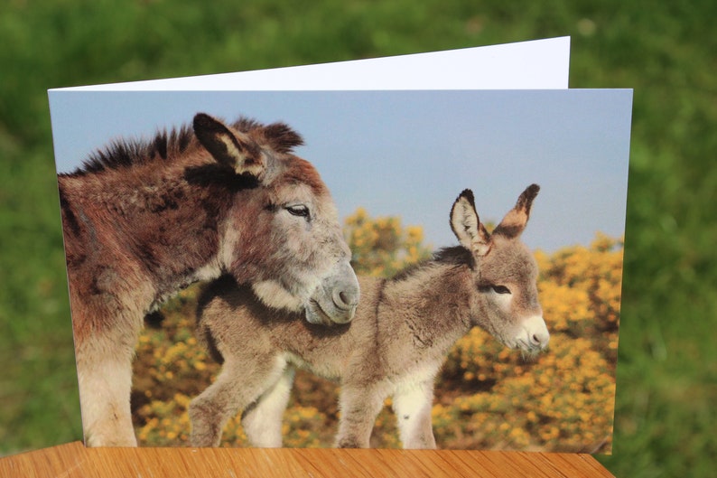 Animal greeting cards mix and match, featuring original wildlife photography image 3