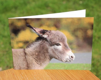 Donkey photo greeting card