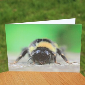 Animal greeting cards mix and match, featuring original wildlife photography image 2